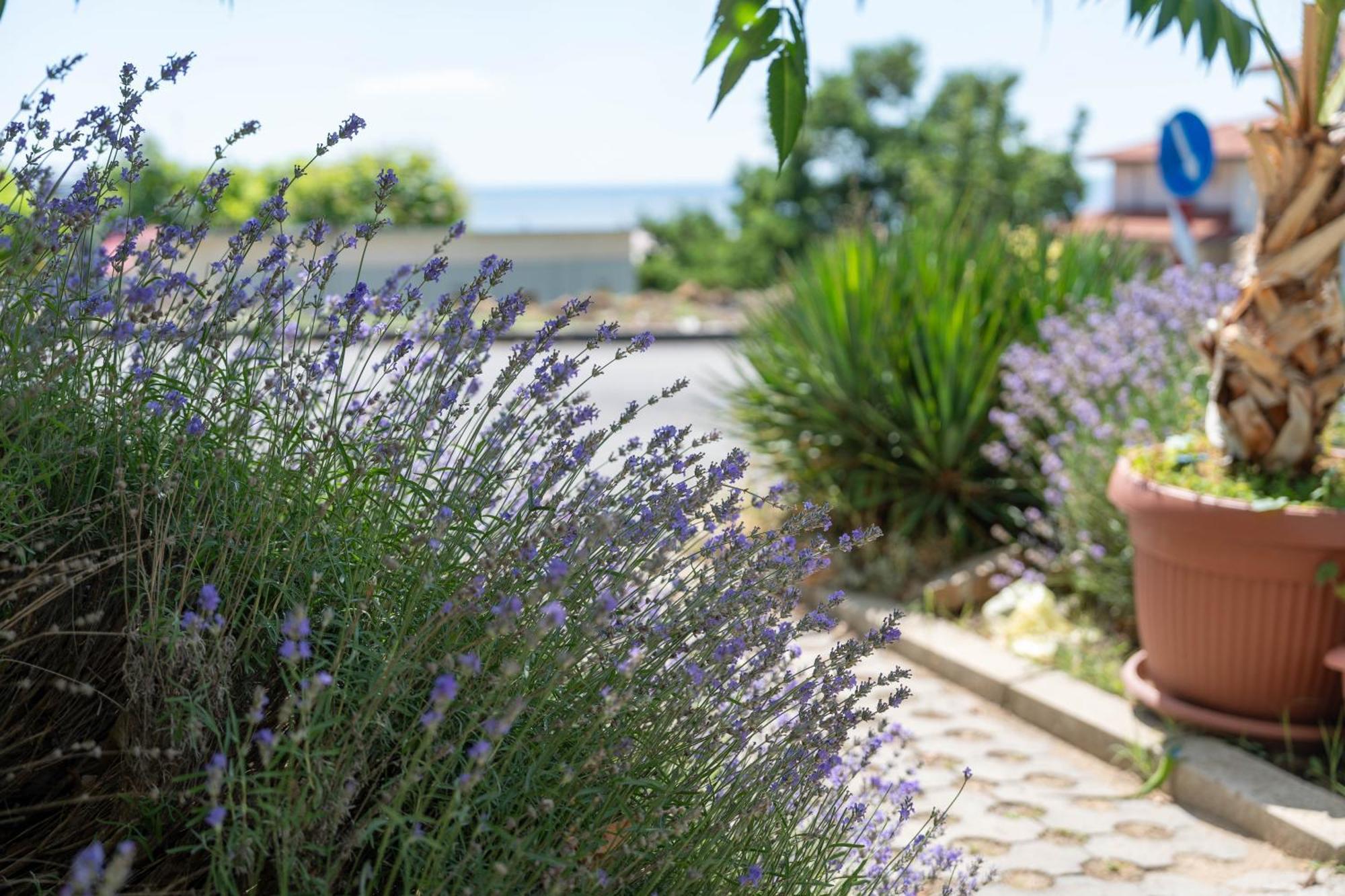 Hotel Sea Vista Свети-Влас Экстерьер фото